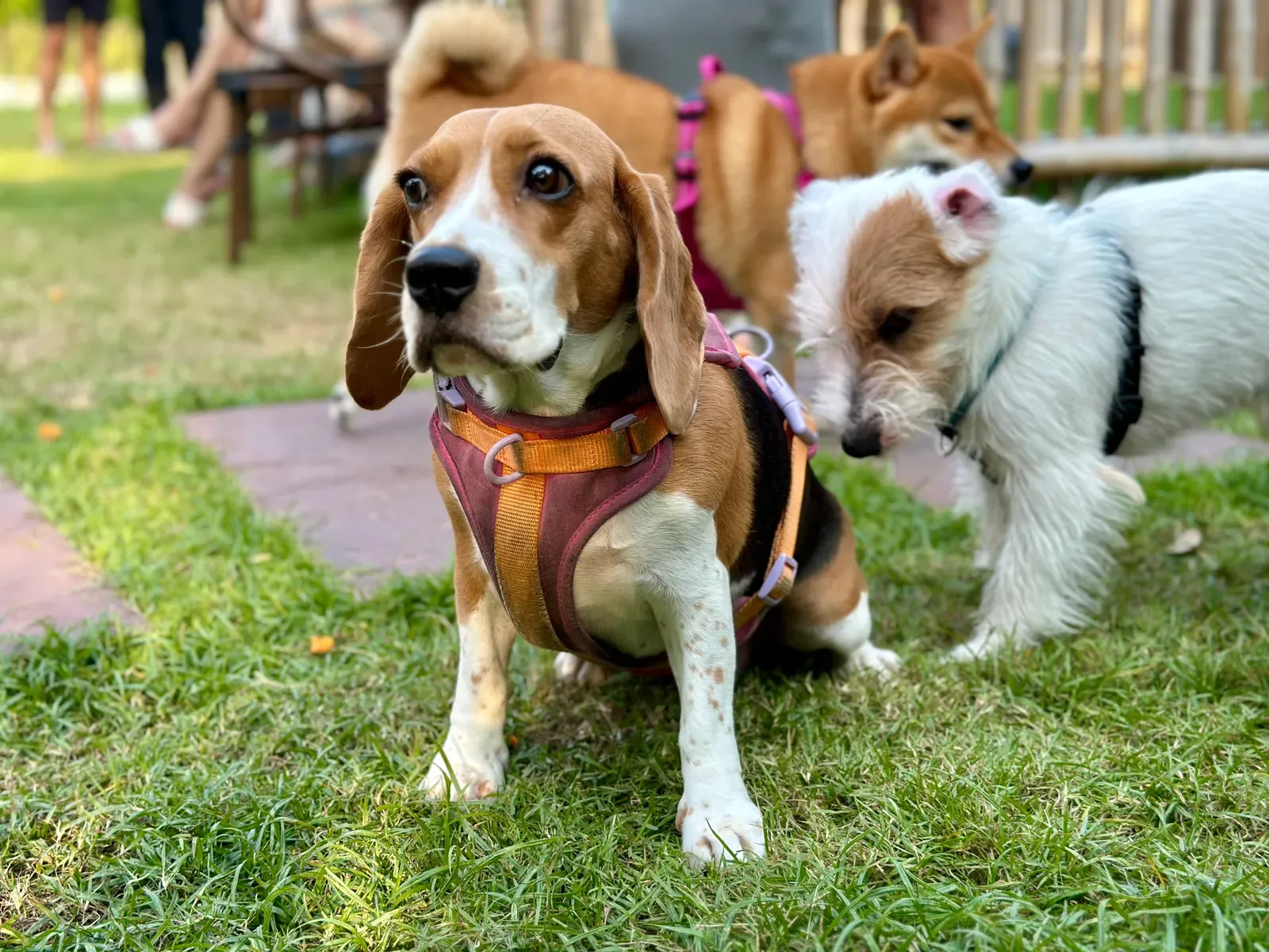 Pack Breed #2: The Beagle - Born to Run With the Pack (Image Credits: Wikimedia)