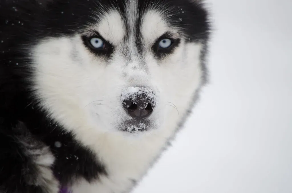 The Whale Eye and Hard Stare (Image Credits: Flickr)