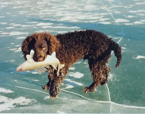 8. American Water Spaniel: The Compact Midwest Swimmer (Image Credits: Flickr)