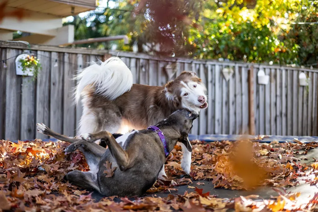 2. Boredom and Too Much Pent-Up Energy (Image Credits: Unsplash)