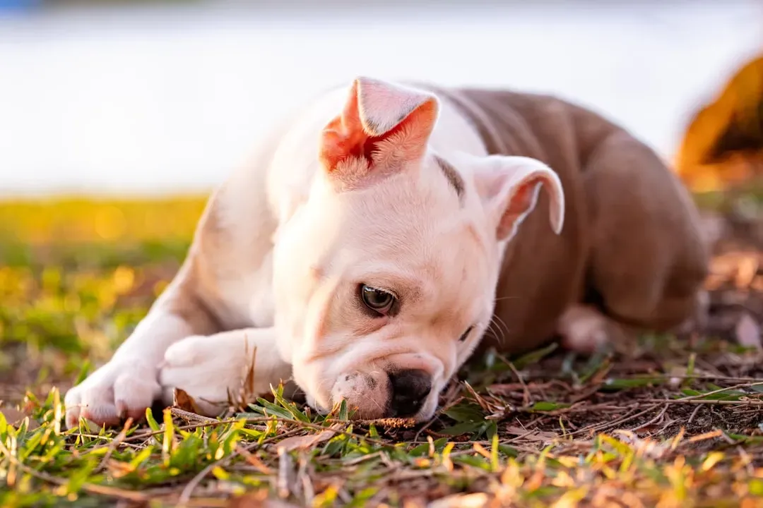 American Bulldog (Image Credits: Unsplash)