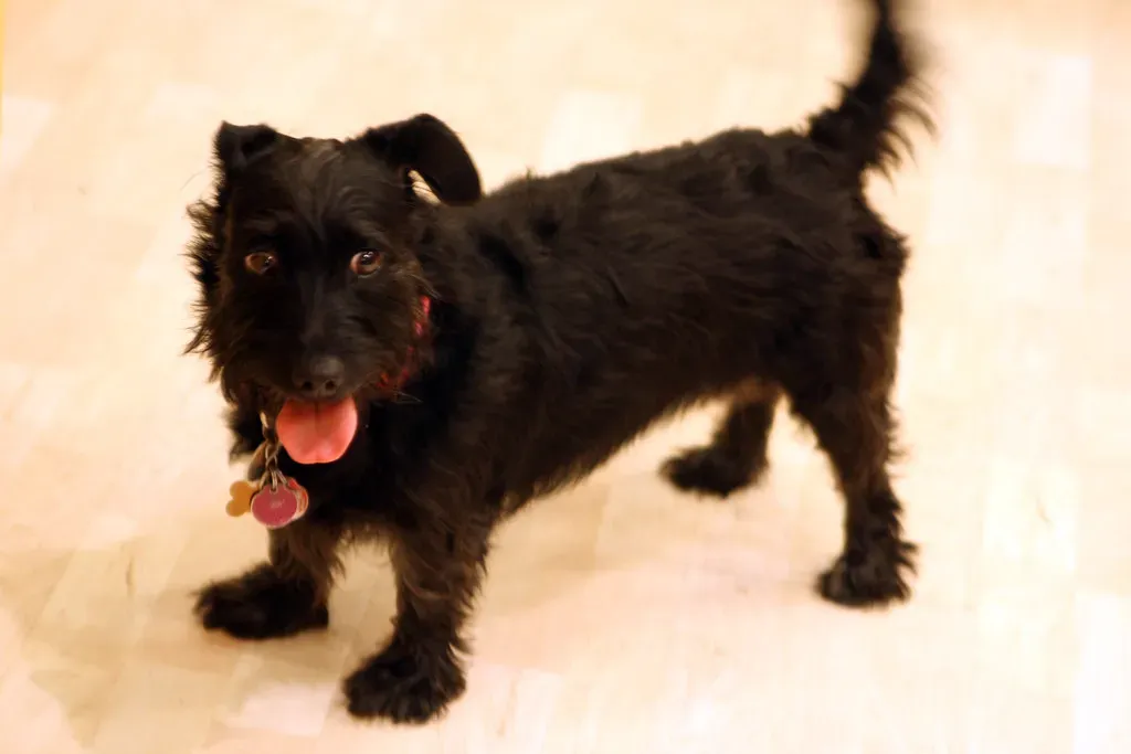 Why Puppies and Other Dogs Need This Language (Image Credits: Flickr)