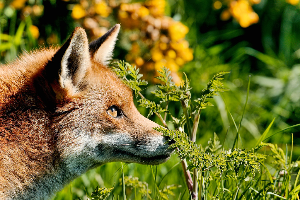 Legal Reality Check: Expert Advice on Where You Can Own Foxes (Image Credits: Flickr)