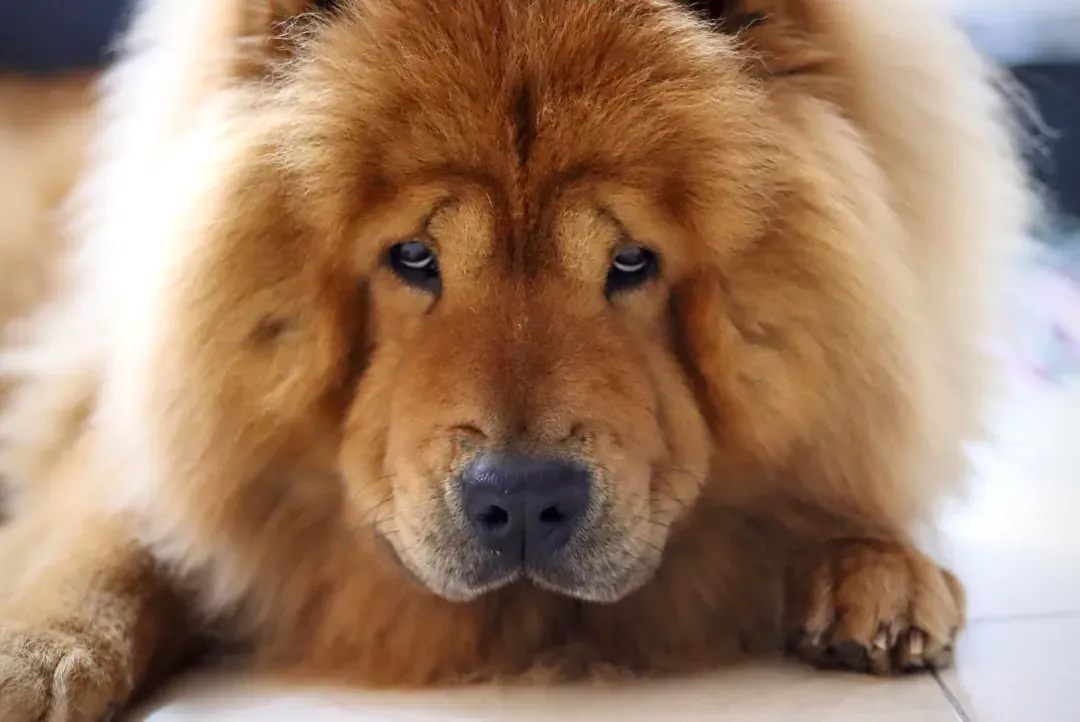 Chow Chow (Image Credits: Unsplash)