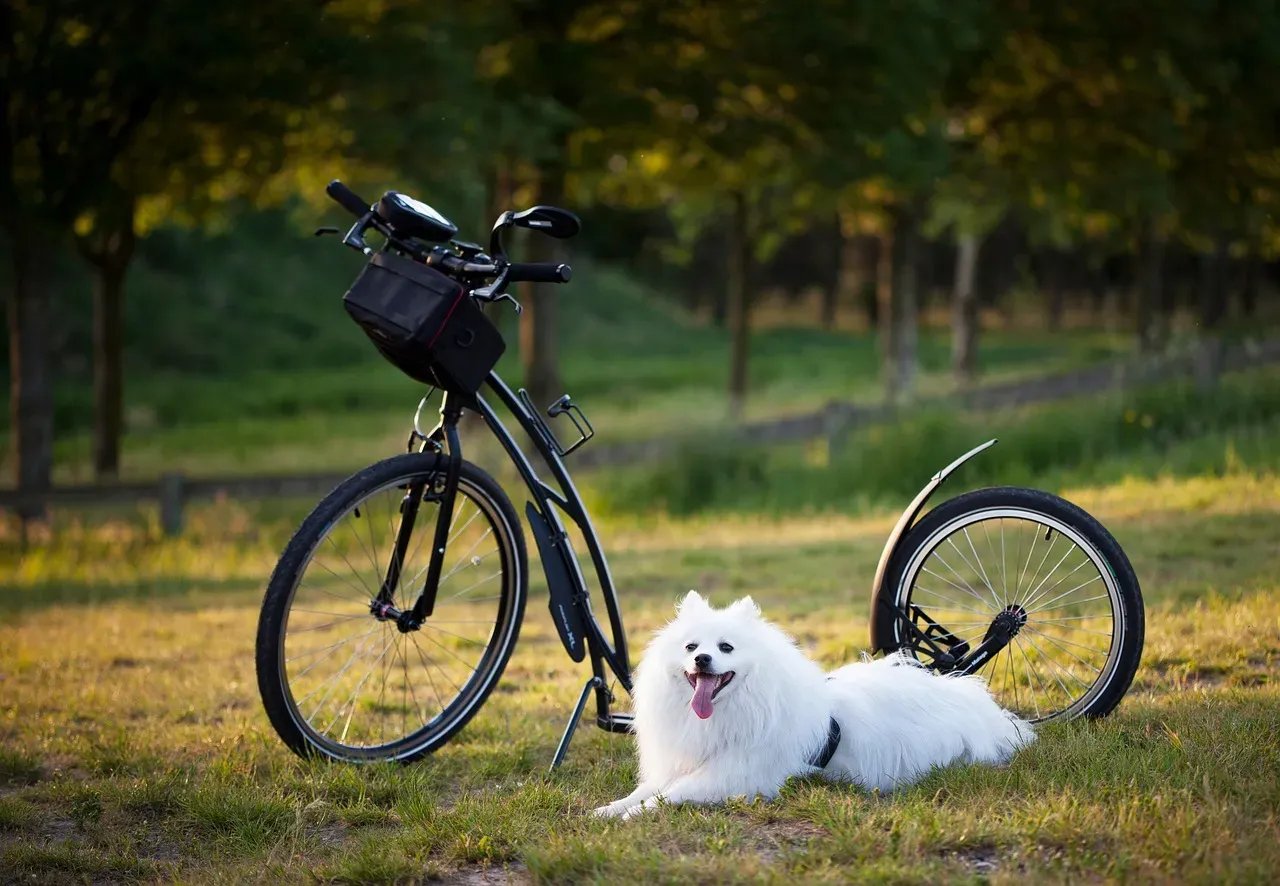 How Dogs Respond: From Frustration to Refusal (Image Credits: Pixabay)