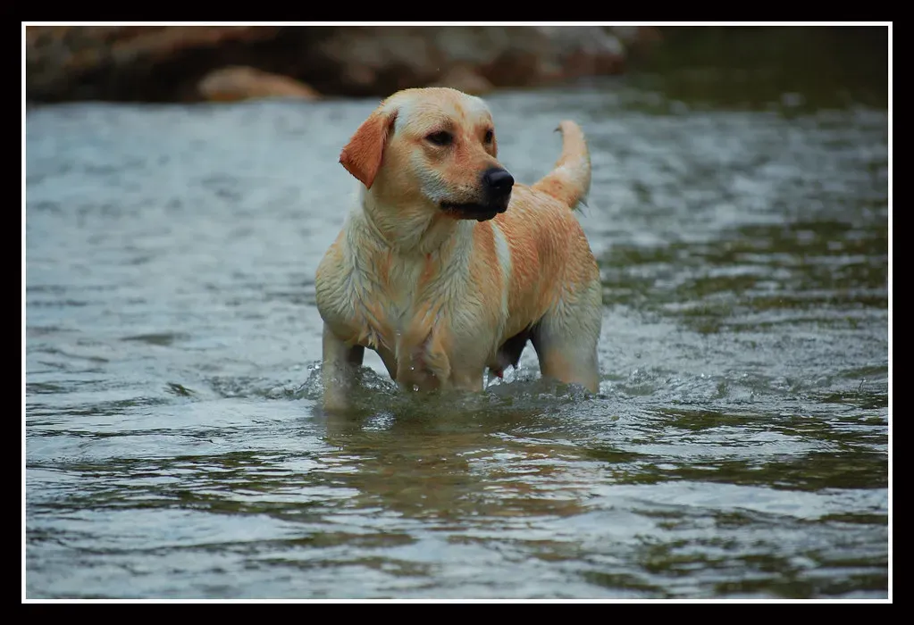 Labrador Retriever (Image Credits: Flickr)