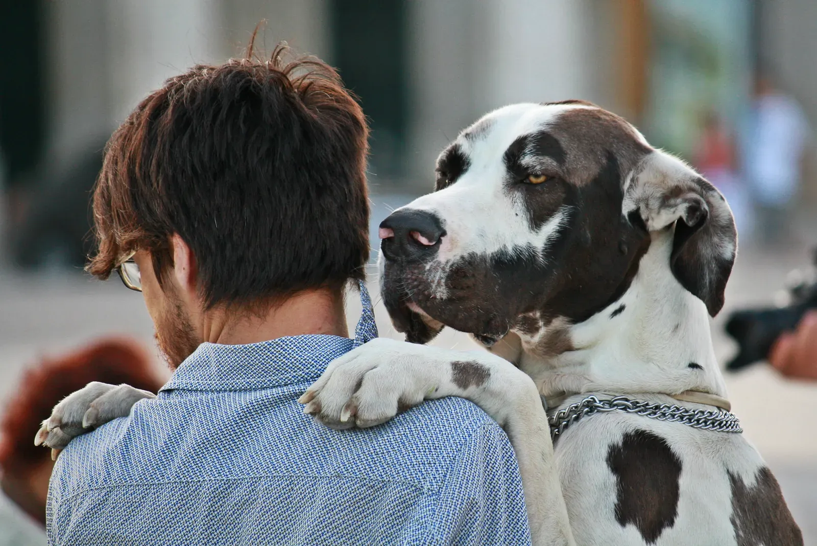 Great Danes: Gentle Giants Who Think They're Lap Dogs (Image Credits: Wikimedia)