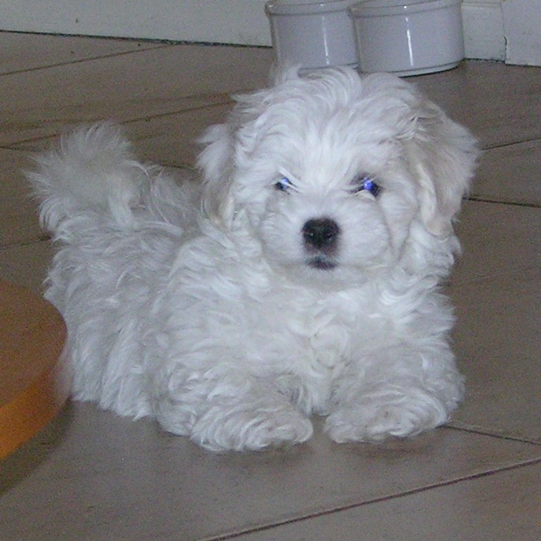 9. Coton de Tulear (Image Credits: Flickr)