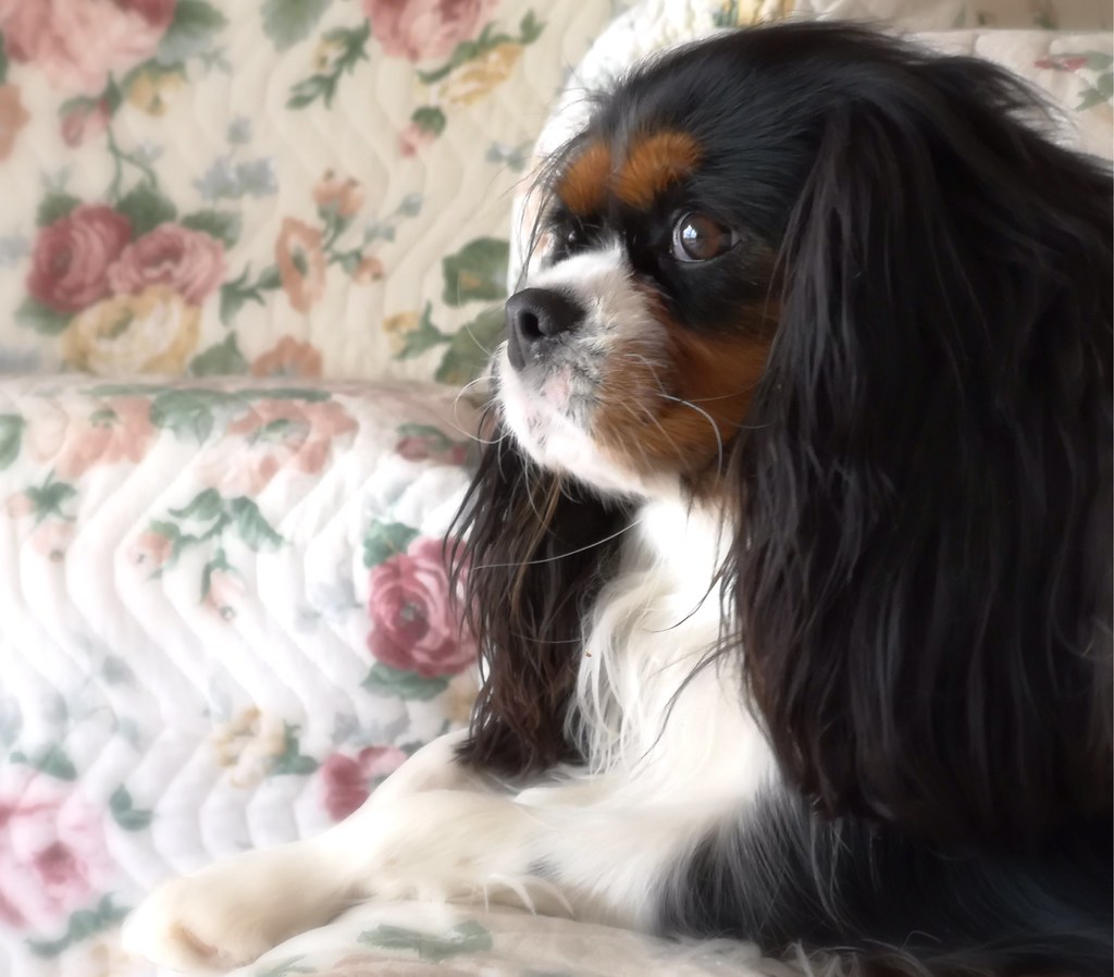 Comfort Dogs: The Pisces Prescription (Image Credits: Flickr)