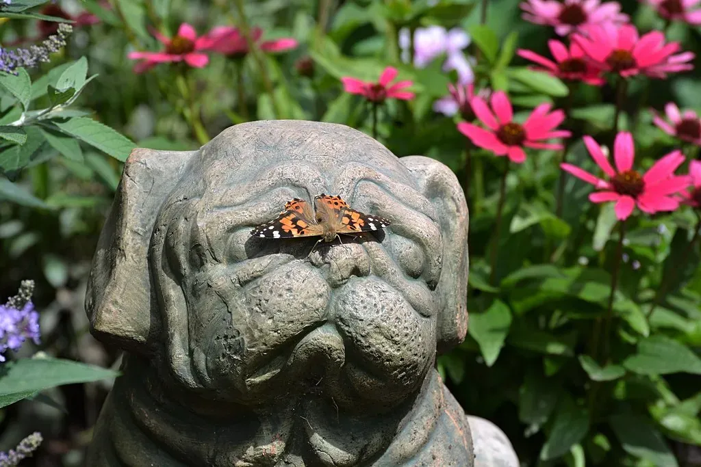 5. Pug: The Snorting, Stumbling Master of Accidental Comedy (DaPuglet, Flickr, CC BY-SA 2.0)