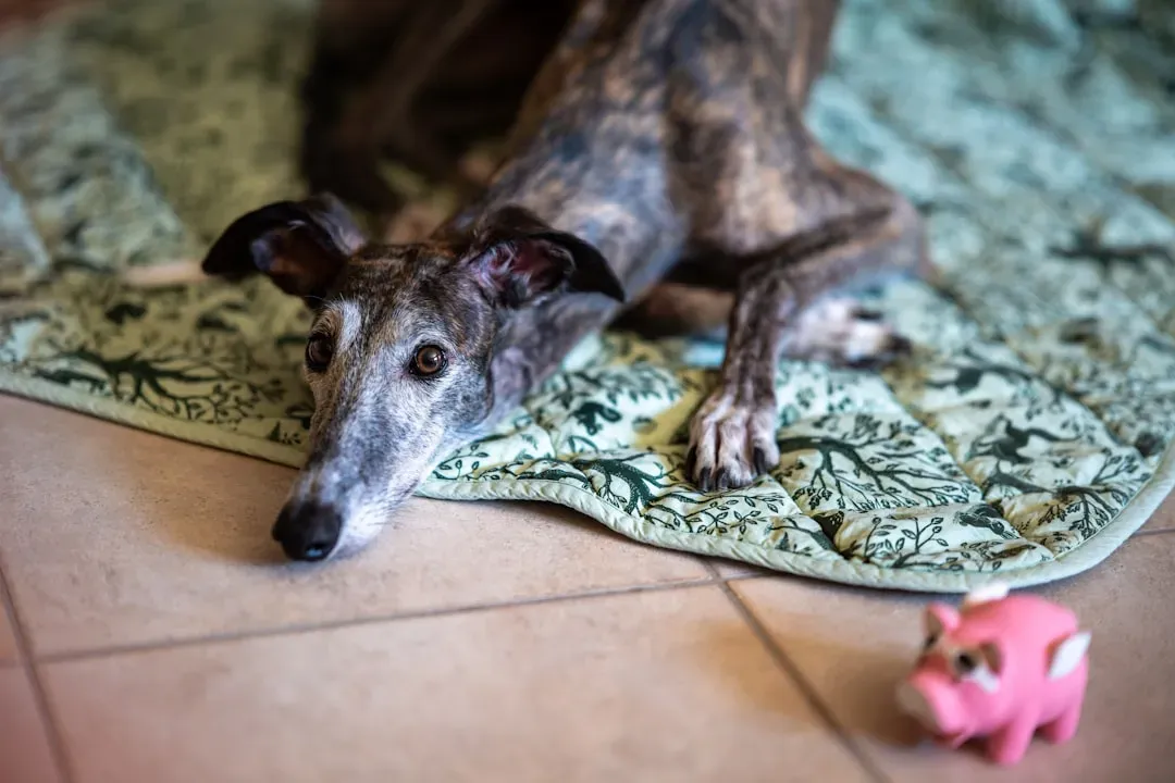 7. Greyhound (Image Credits: Unsplash)