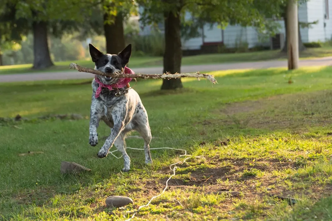 Australian Cattle Dog (Image Credits: Unsplash)