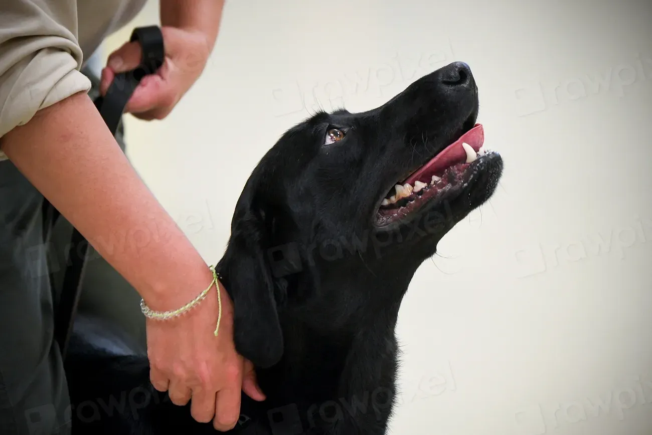 9. Gradually Prepare Your Dog for Travel Ahead of Time (Image Credits: Rawpixel)