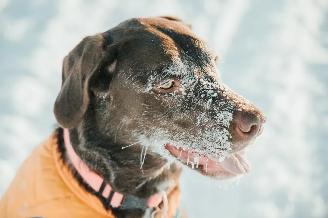 Knowing the Warning Signs: What Cold Distress Looks Like (Image Credits: Unsplash)