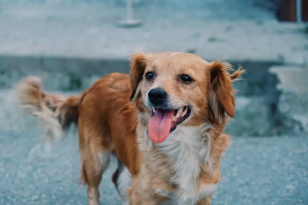 Reason 4 Not to Spay Early: Hormones Do More Than Just Drive Reproduction (Image Credits: Unsplash)