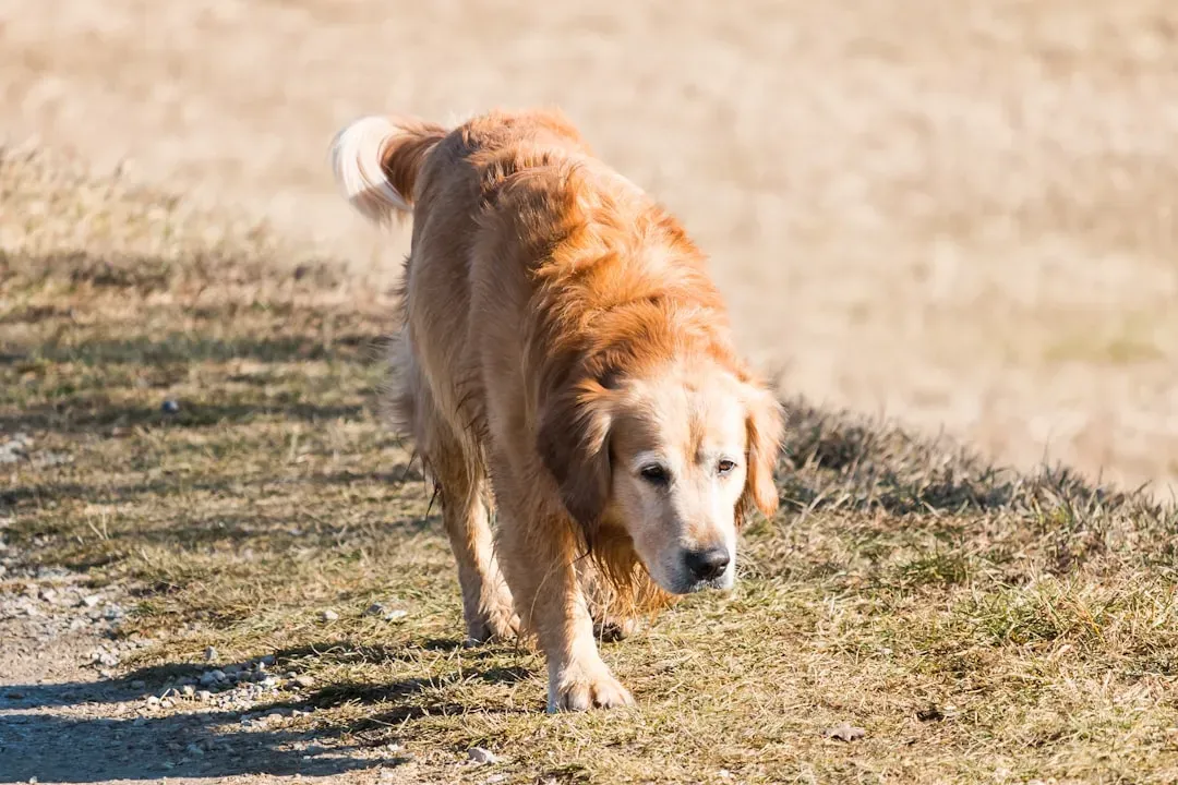 #10 - Tiny Gait Changes That Predict Major Issues (Image Credits: Unsplash)