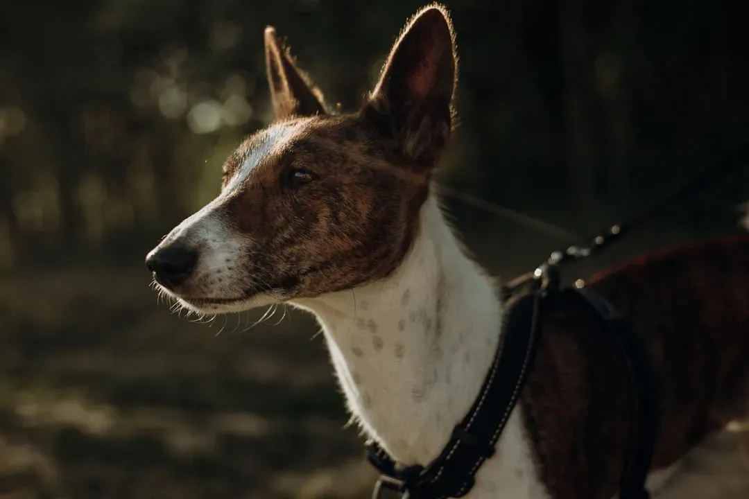 #9 Sagittarius (November 22 – December 21): The Siberian Husky or Beagle (Image Credits: Unsplash)