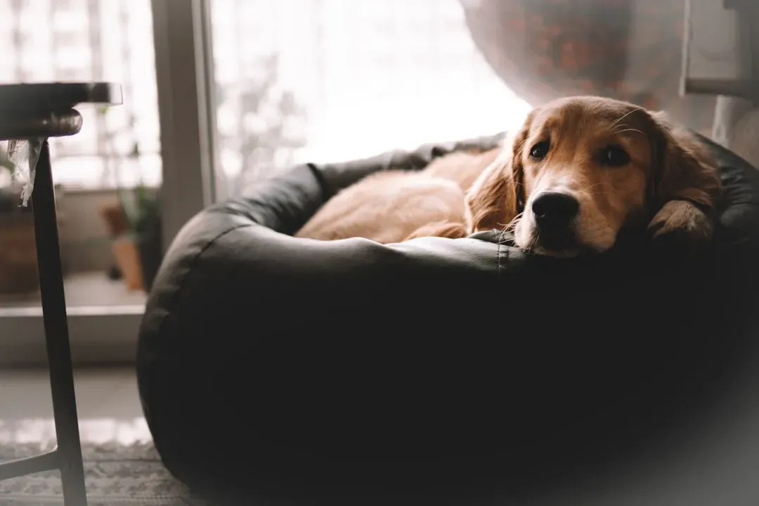 #10 - The Post-Walk Cool-Down Claim (Image Credits: Unsplash)