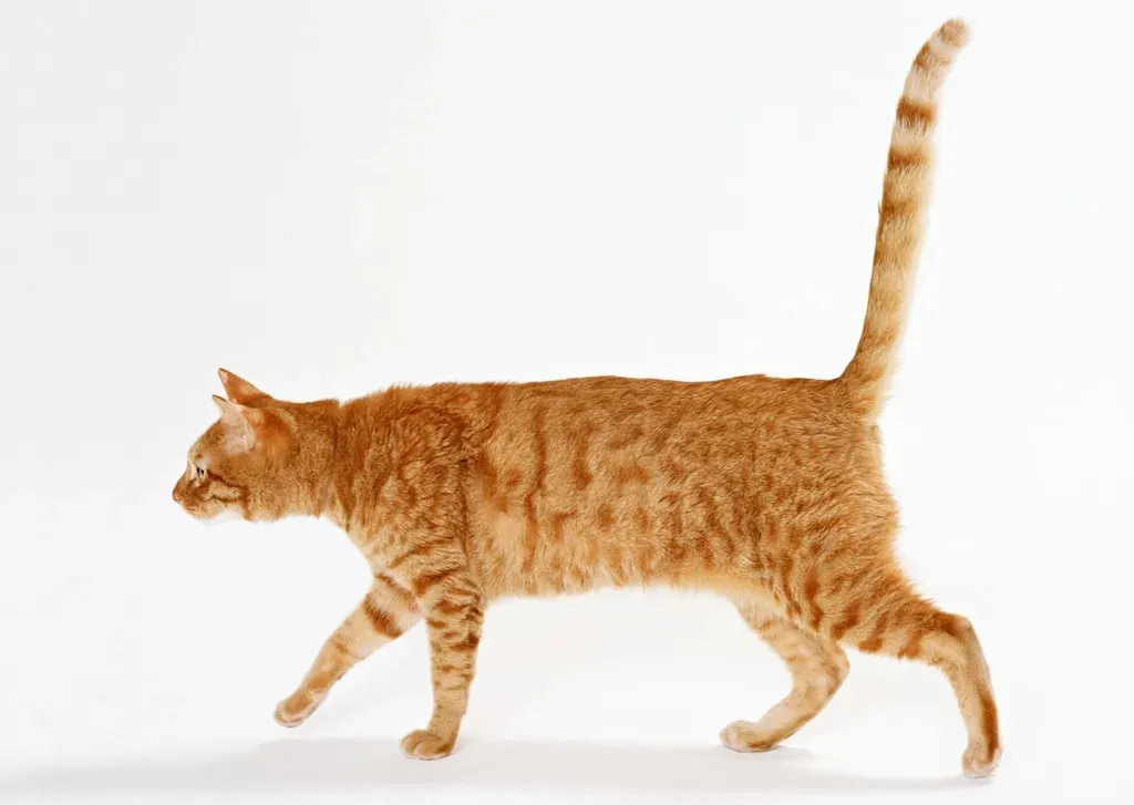 Tail Position: Reading the Signs (Image Credits: Rawpixel)