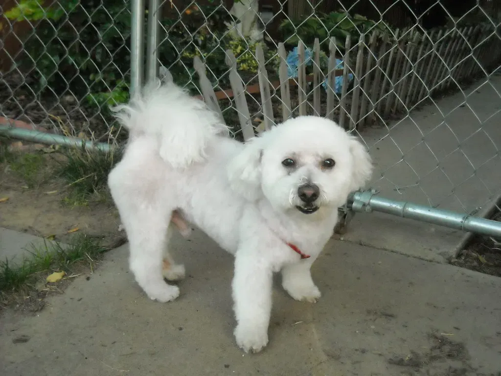 Poodle: Curls That Require Constant Attention (Image Credits: Flickr)