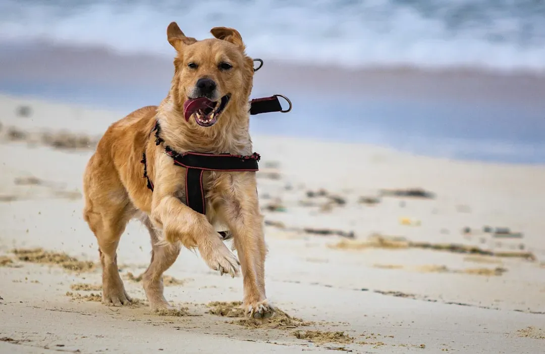 #4. Exercise Your Dog Well Before You Leave (Image Credits: Unsplash)
