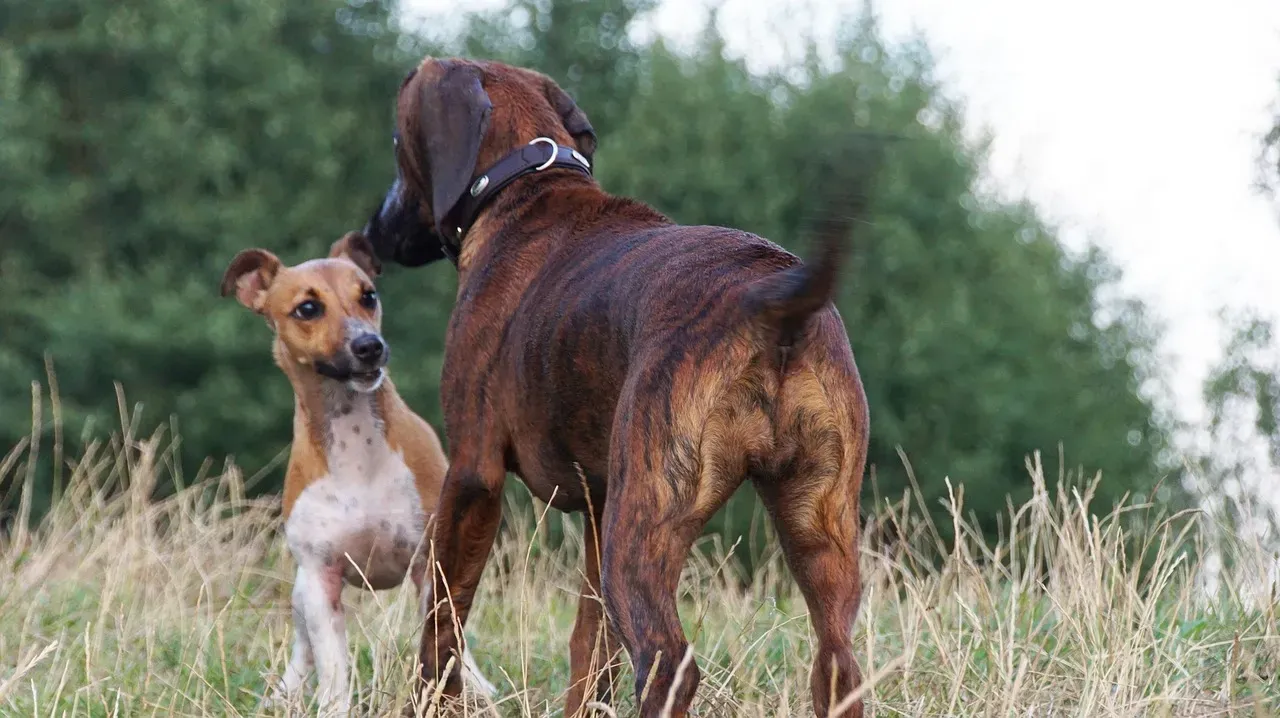 Allowing Negative Dog-to-Dog Experiences (Image Credits: Pixabay)