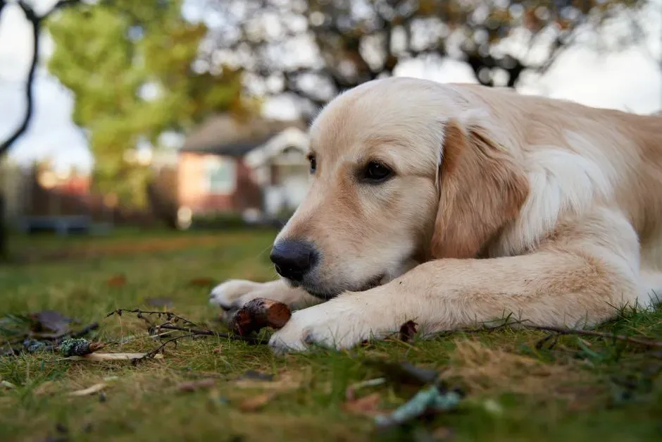 #4 - Accepting That Your Yard Will Never Be Green Again (Image Credits: Pexels)