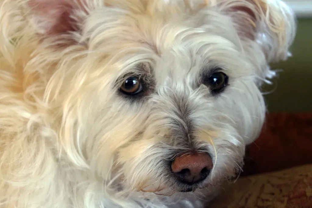 The Science Behind a Dog’s Superpowered Nose (rabiem22, Flickr, CC BY 2.0)
