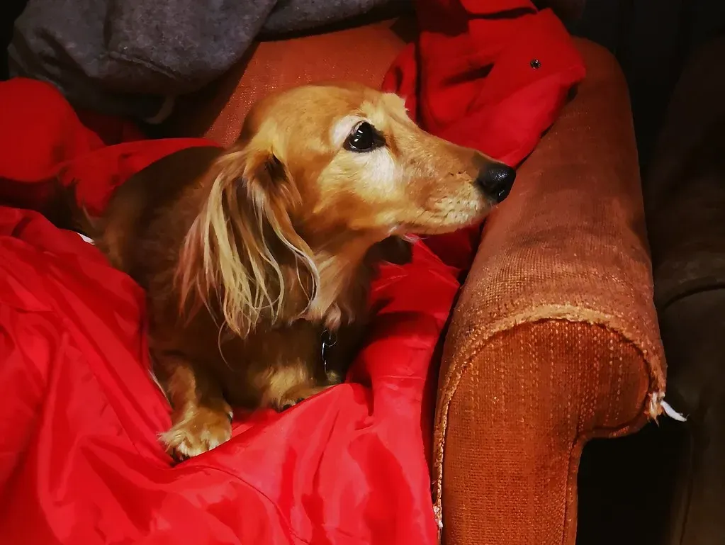 9 – Dachshund (35mmMan, Flickr, CC BY 2.0)