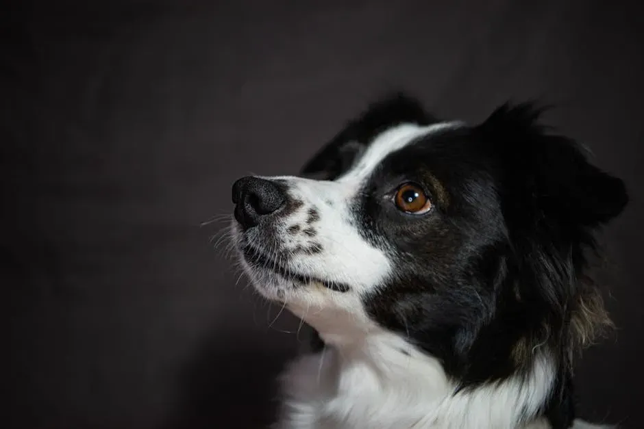 #1. Border Collie: The Thinking Man's Dog (Image Credits: Pexels)