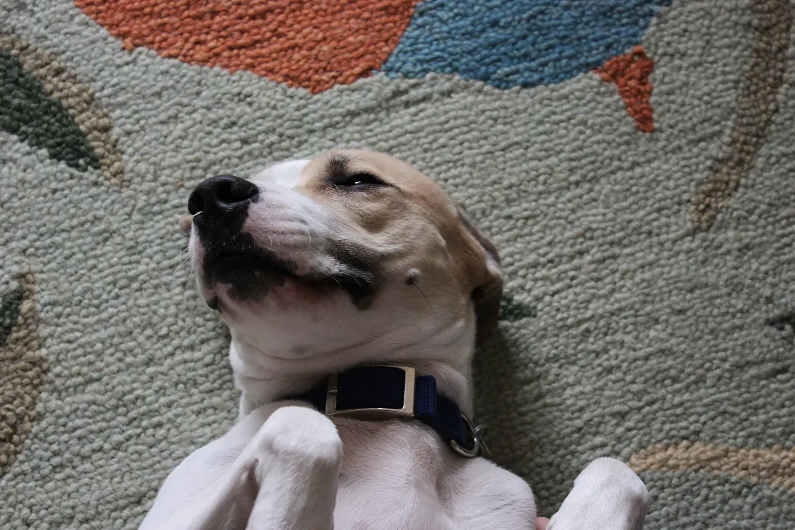 Showing You Their Belly for Rubs (Image Credits: Wikimedia)