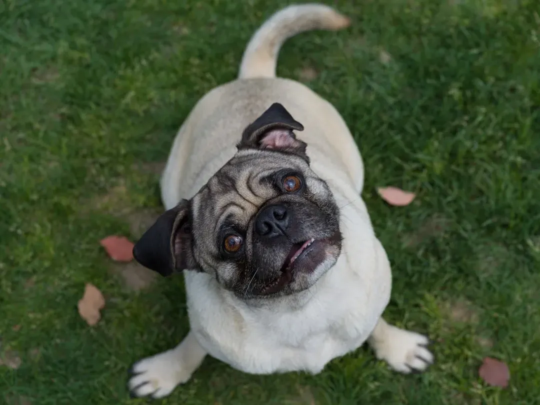 3. Pug - Small Dog, Big Heat Risk (Image Credits: Unsplash)