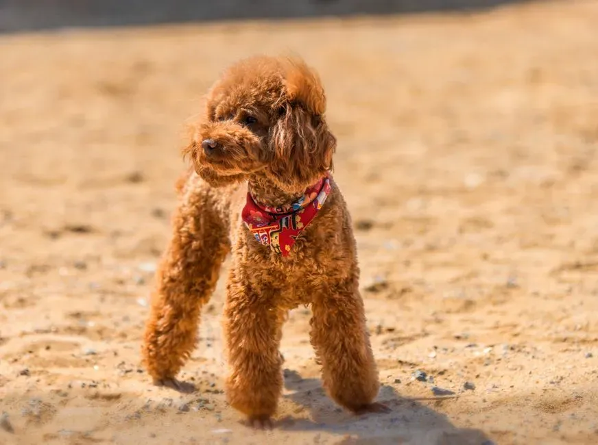 Toy Poodle (Image Credits: Pexels)