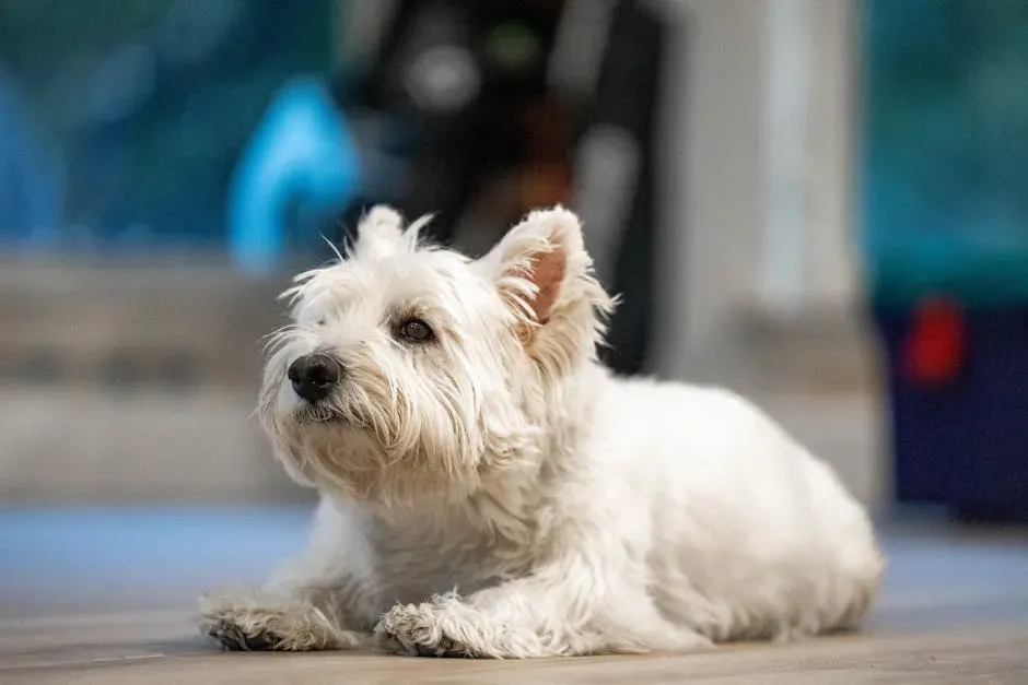 7. The West Highland White Terrier (Westie): All Business Under All That Fluff (Image Credits: Pexels)