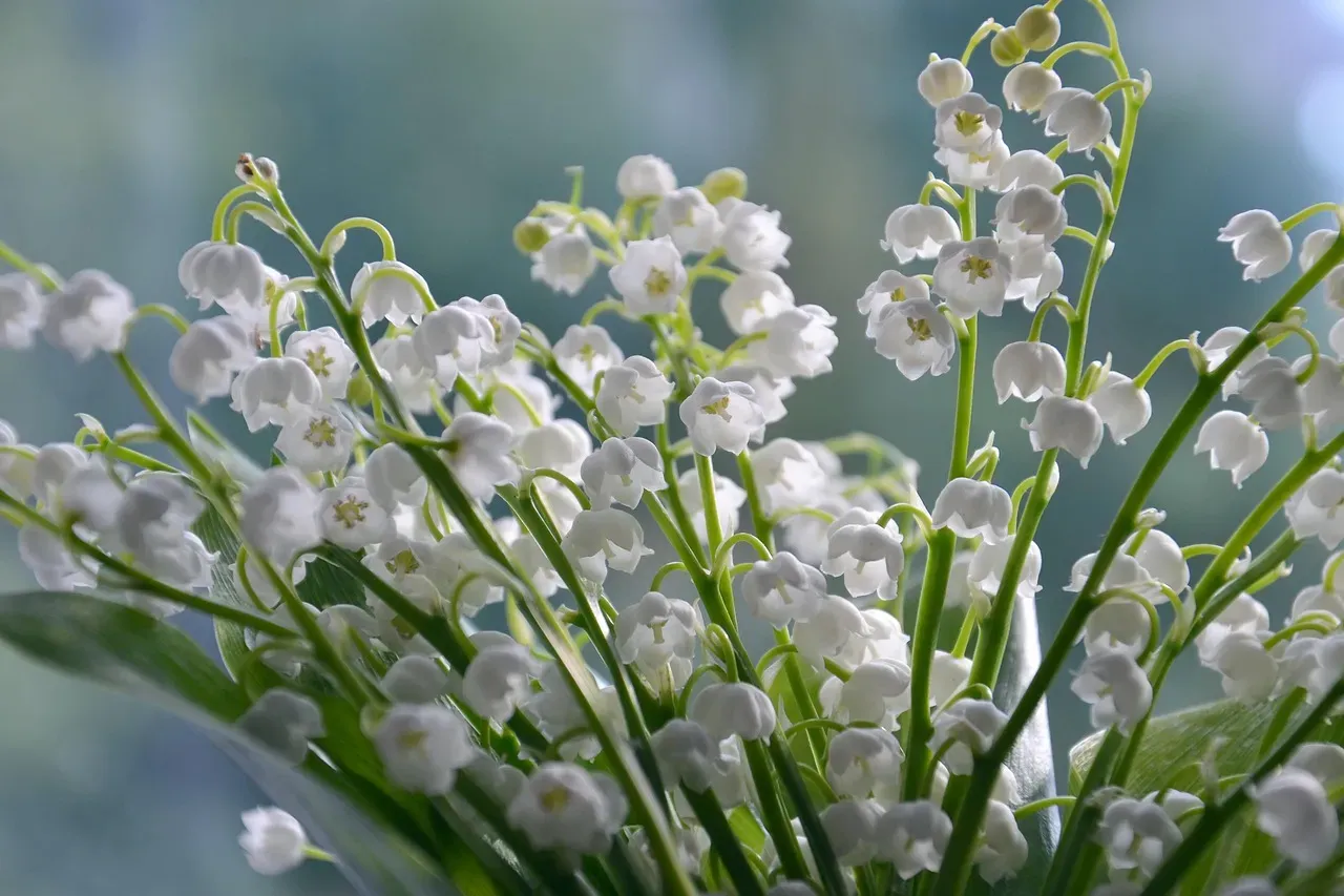 Lily of the Valley (Image Credits: Pixabay)