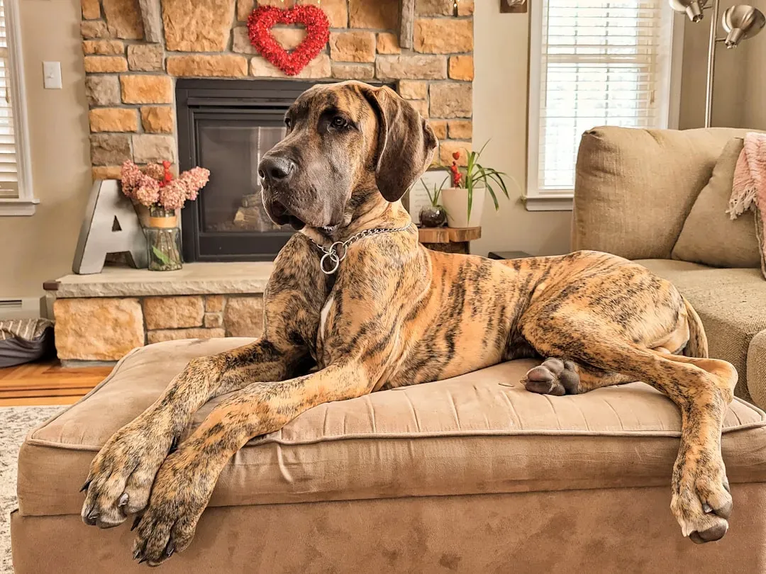 Great Dane (Image Credits: Unsplash)