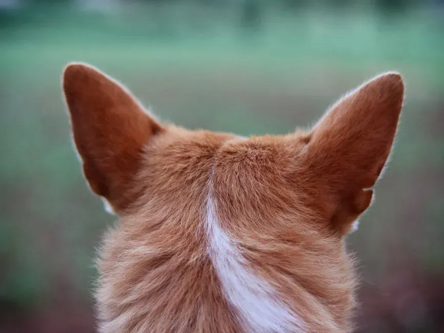 3. The Secret Language of Tiny Tail and Ear Flicks (Image Credits: Pexels)