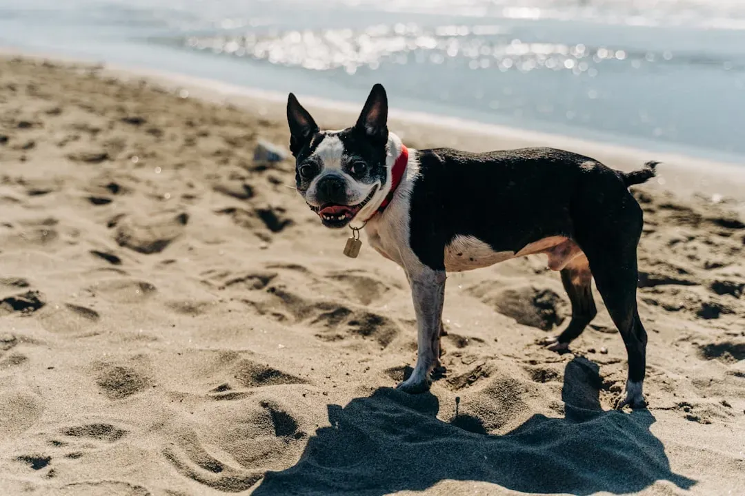 5. Boston Terrier: The American Gentleman (Image Credits: Unsplash)