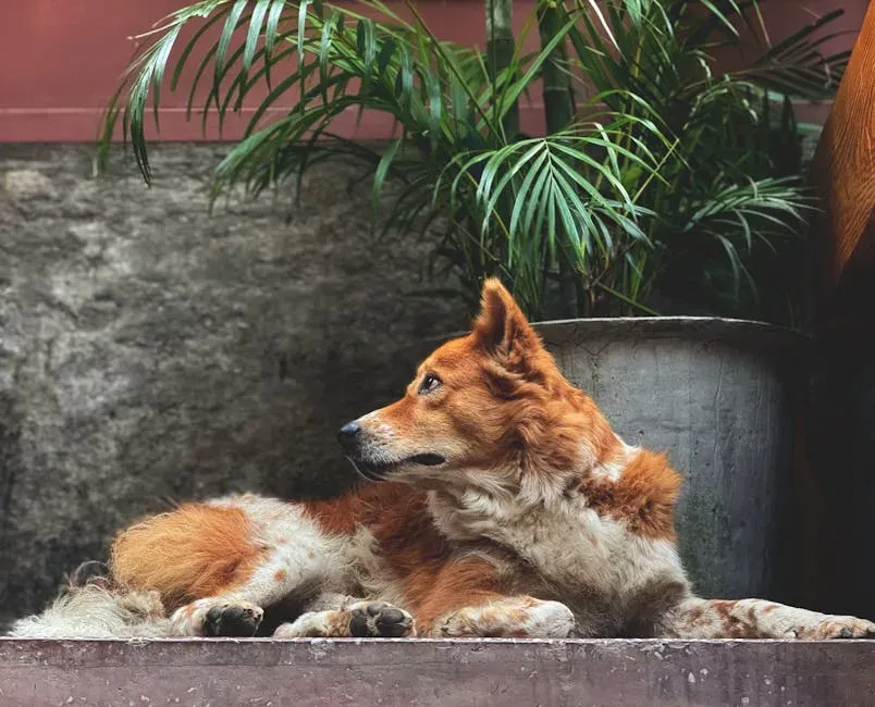 A Closing Thought on Signs, Souls, and Rare Breeds (Image Credits: Pexels)