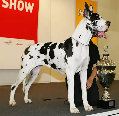 10. Great Dane (Transferred from sr.wikipedia; transferred to Commons by User:Micki using CommonsHelper., CC BY-SA 3.0 rs)