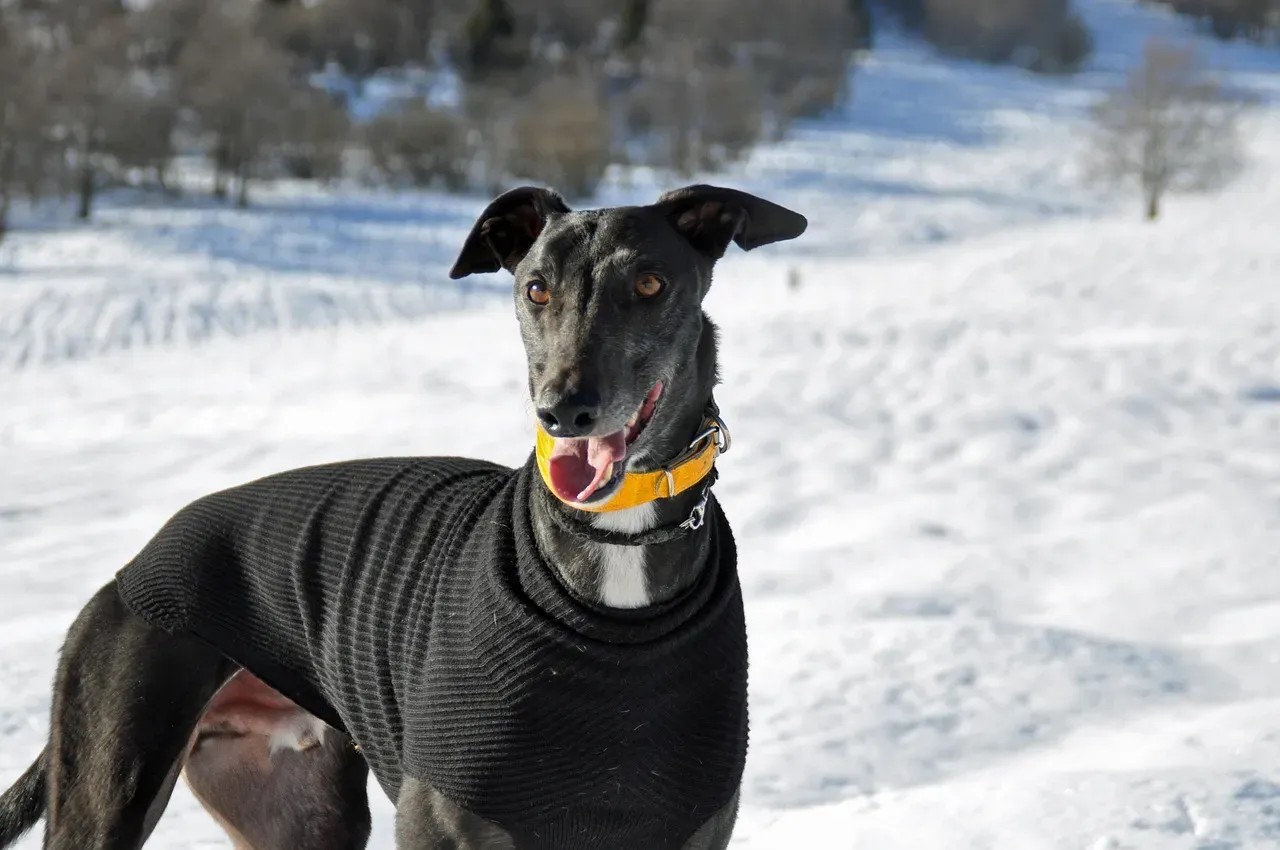 3. Greyhound – Built for Speed, Not For Snowdrifts (Image Credits: Pixabay)
