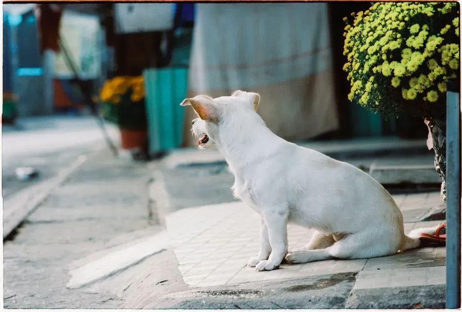 Conclusion: Embracing Canine Communication (Image Credits: Pexels)
