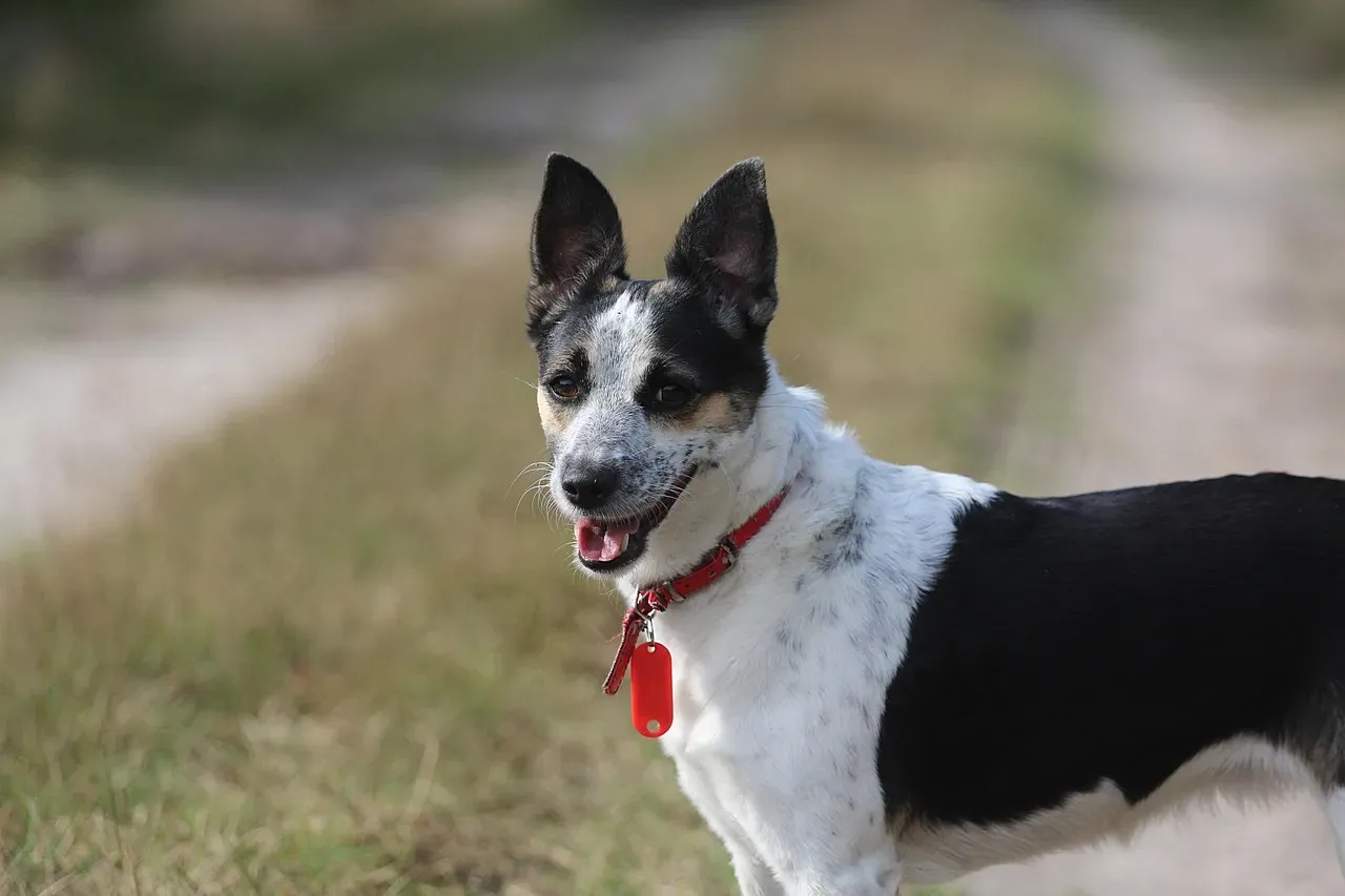 #5 - The Rat Terrier: The Underestimated Gem (Image Credits: Pixabay)