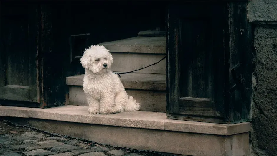 Final Thoughts: The Dog at the Door Is Already Helping You (Image Credits: Pexels)