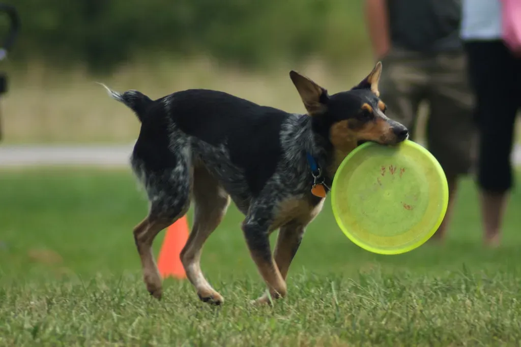 Australian Shepherd: The Athletic Game Designer (sally9258, Flickr, CC BY 2.0)