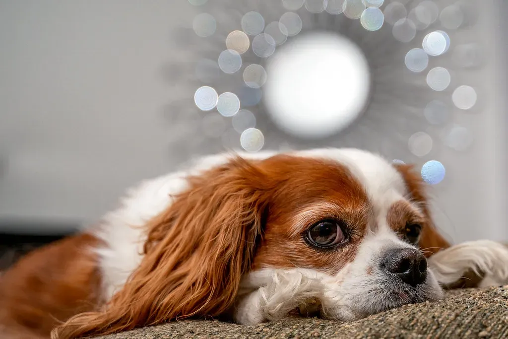 Cavalier King Charles Spaniel: Tiny Package, Enormous Patience (Image Credits: Flickr)