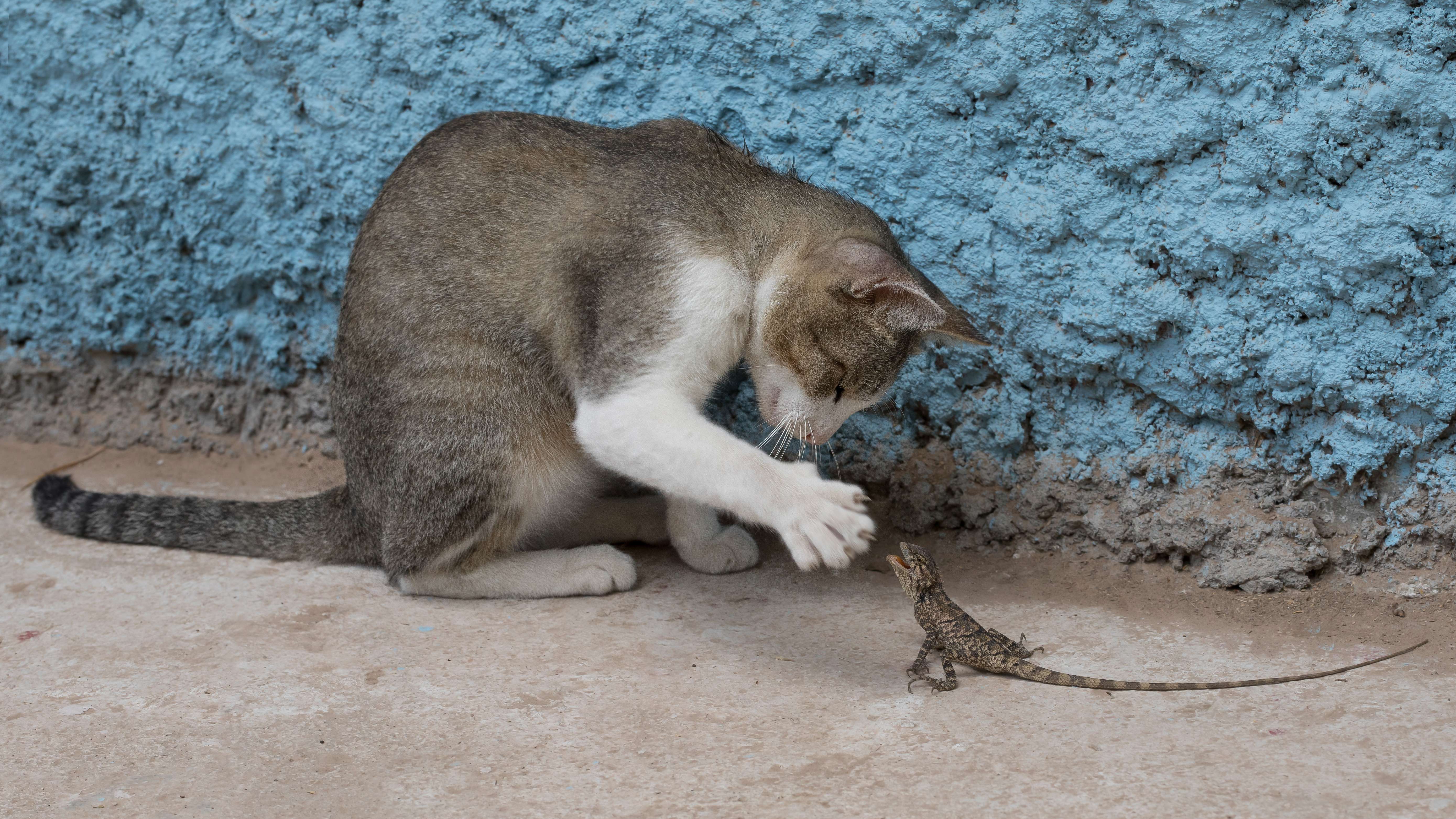 The Art of Bringing Unexpected Gifts (Image Credits: Wikimedia)