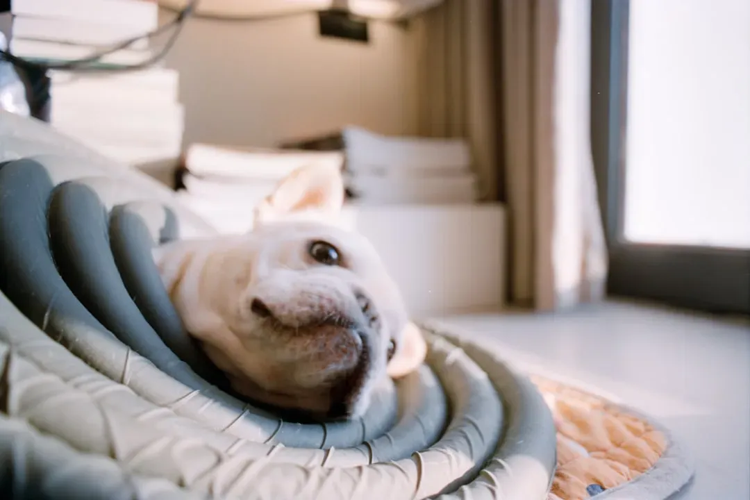 Inside the Canine Brain: What MRI Scans Revealed (Image Credits: Unsplash)