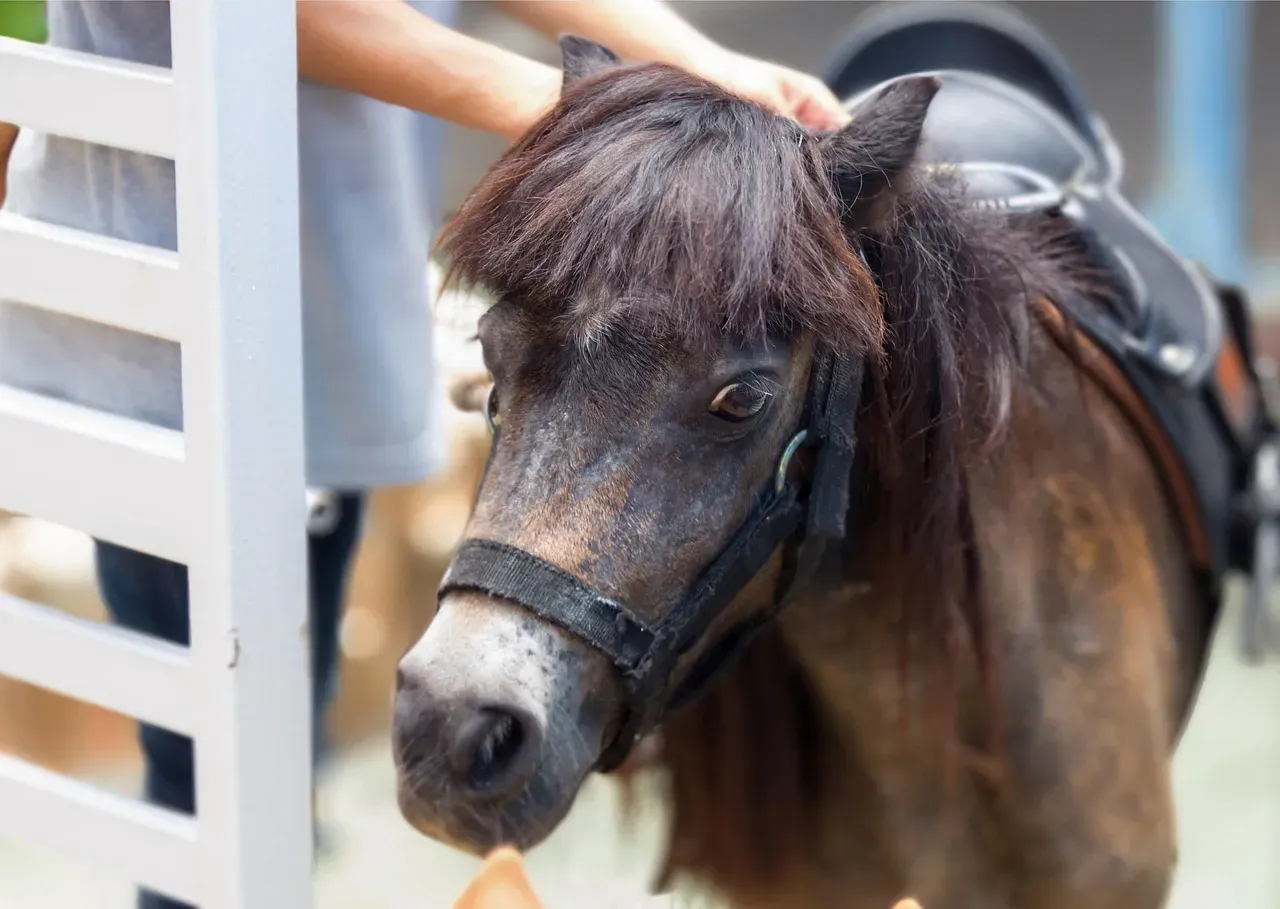 10. Miniature Horse: Small Size, Big Bills (Image Credits: Pixabay)