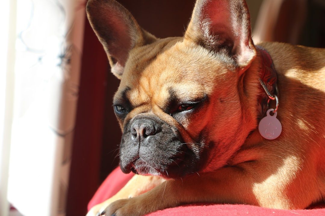 French Bulldog: The Calm Observer (Image Credits: Unsplash)